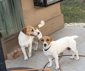 Father of the Jack Russell Terrier puppies born on 04/21/2026