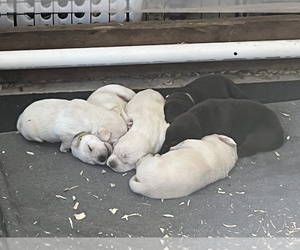 Labrador Retriever Puppy for Sale in OCALA, Florida USA