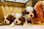 Small Photo #7 Cavalier King Charles Spaniel Puppy For Sale in LEICESTER, NC, USA