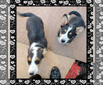 Small Photo #10 Cowboy Corgi Puppy For Sale in GALLEGOS, NM, USA
