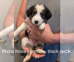Small #20 Australian Shepherd