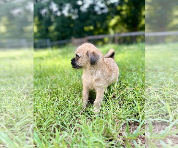 Medium Photo #4 Pug-Unknown Mix Puppy For Sale in Pacolet, SC, USA