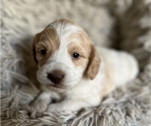 Cockapoo Puppy for sale in CONVERSE, IN, USA