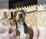 Small #6 Beagle Mix