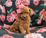 Small Photo #1 Poodle (Toy) Puppy For Sale in NEW HOLLAND, PA, USA