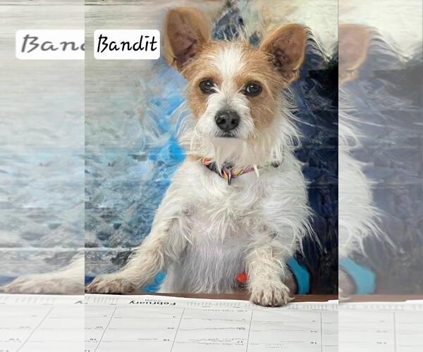 Medium Photo #3 Jack Russell Terrier-Unknown Mix Puppy For Sale in Granbury, TX, USA