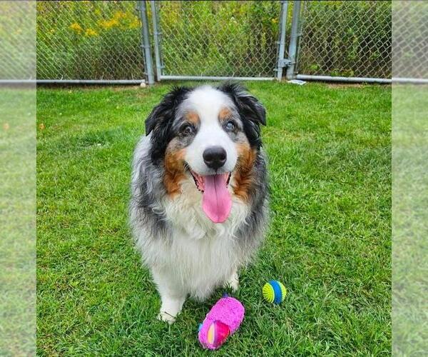 Medium Photo #1 Australian Shepherd Puppy For Sale in Plover, WI, USA