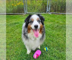 Australian Shepherd Dogs for adoption in Plover, WI, USA