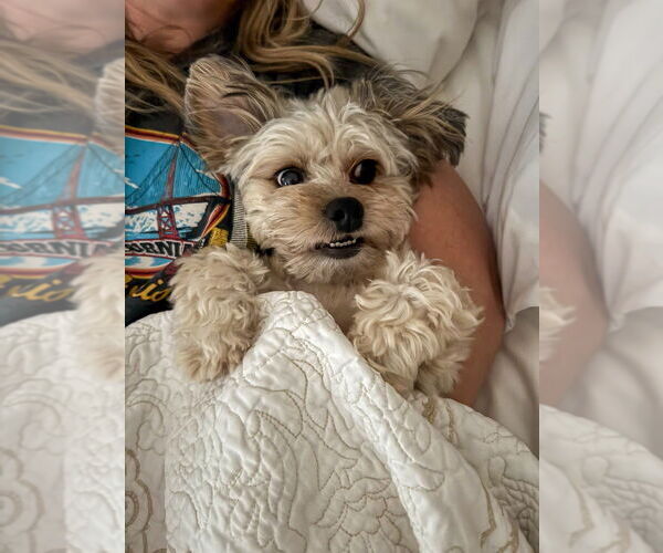 Medium Photo #14 Mal-Shi Puppy For Sale in W Hollywood, CA, USA