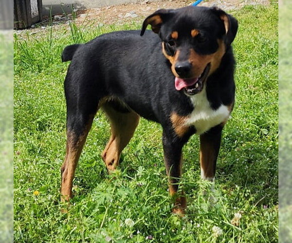 Medium Photo #1 Australian Shepherd-Unknown Mix Puppy For Sale in Wetumpka, AL, USA
