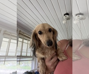 Dachshund Dog for Adoption in SPRING HOPE, North Carolina USA