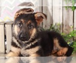 Small Photo #1 German Shepherd Dog Puppy For Sale in MOUNT VERNON, OH, USA