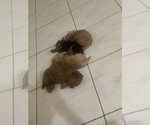 Small #5 YorkiePoo