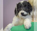 Small #3 Spaniel Mix