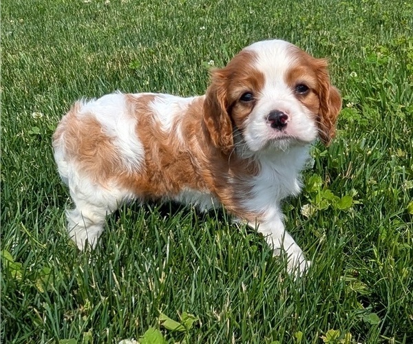 Medium Photo #10 Cavalier King Charles Spaniel Puppy For Sale in GOSHEN, IN, USA