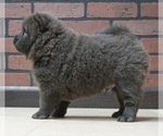 Small Photo #3 Chow Chow Puppy For Sale in NAPPANEE, IN, USA