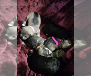 Schnauzer (Miniature) Puppy for sale in BUCKINGHAM, VA, USA