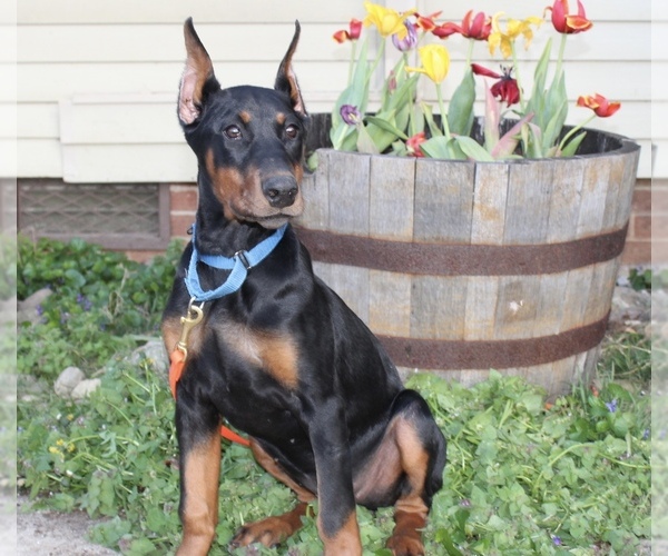 Medium Photo #1 Doberman Pinscher Puppy For Sale in MANASSAS, VA, USA