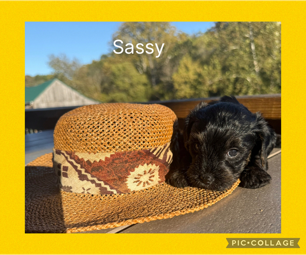 Medium Photo #3 Yorkipoo Puppy For Sale in BENNINGTON, IN, USA