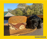Sassy - Female Yorkipoo Puppy for Sale - Photo #3