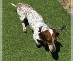 Small #6 Dachshund