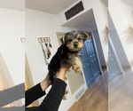 Small Yorkshire Terrier