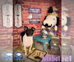 Small Photo #3 Chihuahua-Unknown Mix Puppy For Sale in Arcadia, FL, USA