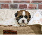 Small #1 Shih Tzu