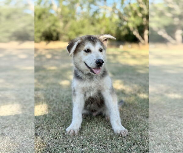 Medium Photo #5 German Shepherd Dog-Unknown Mix Puppy For Sale in PIPE CREEK, TX, USA