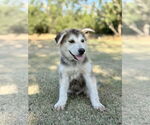 Small #4 German Shepherd Dog Mix