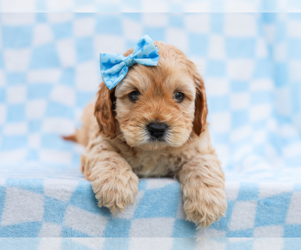 Medium Photo #3 Cavapoo mix (+ Poodle Miniature) Puppy For Sale in LIBERTY, KY, USA