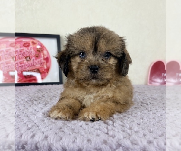 Medium Photo #2 Shih-Poo Puppy For Sale in INDIANAPOLIS, IN, USA
