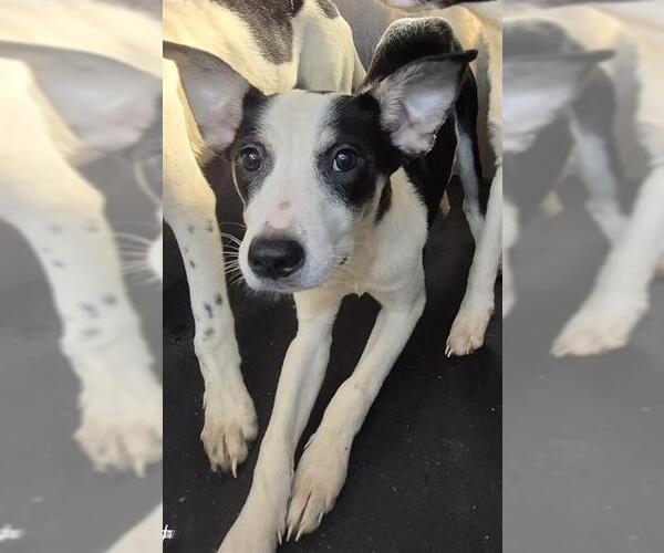 Medium Photo #1 Italian Greyhound-Unknown Mix Puppy For Sale in San Antonio, TX, USA