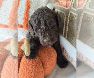 Labradoodle Puppy for sale in HENDERSON, TX, USA