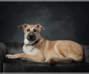 Mutt Dogs for adoption in Bellevue, WA, USA