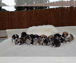 Small Photo #67 Pembroke Welsh Corgi Puppy For Sale in SOULSBYVILLE, CA, USA