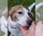 Small #3 Beagle Mix