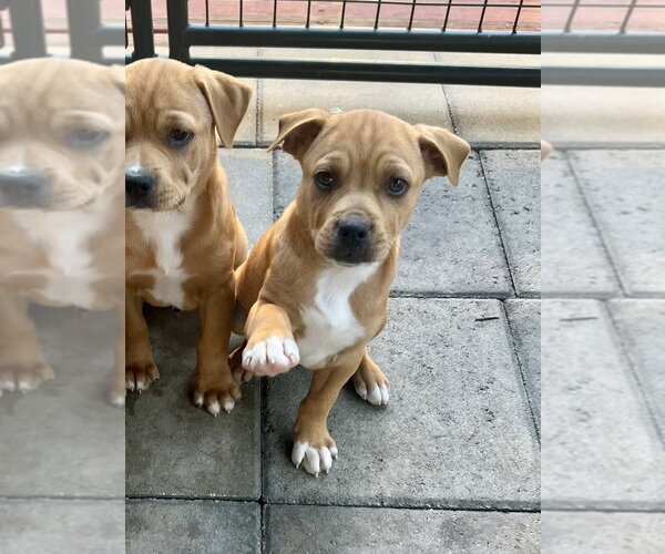 Medium Photo #4 American Pit Bull Terrier-American Staffordshire Terrier Mix Puppy For Sale in Brewster, NY, USA