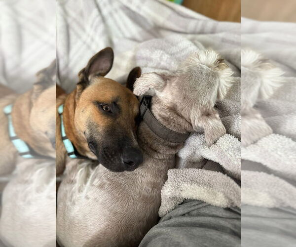 Medium Photo #3 Mutt Puppy For Sale in Imlay City, MI, USA