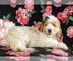 Small Photo #6 Cocker Spaniel-Poodle (Miniature) Mix Puppy For Sale in LEOLA, PA, USA