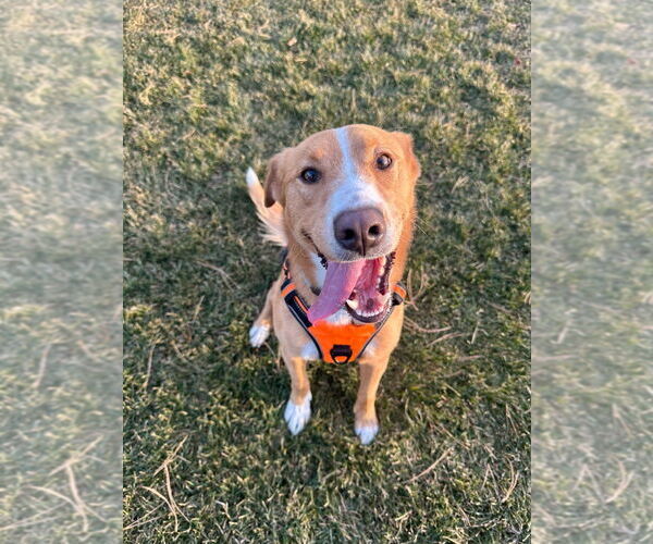 Medium Photo #1 Labrador Retriever-Unknown Mix Puppy For Sale in Salt Lake City, UT, USA