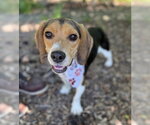 Small Beagle Mix