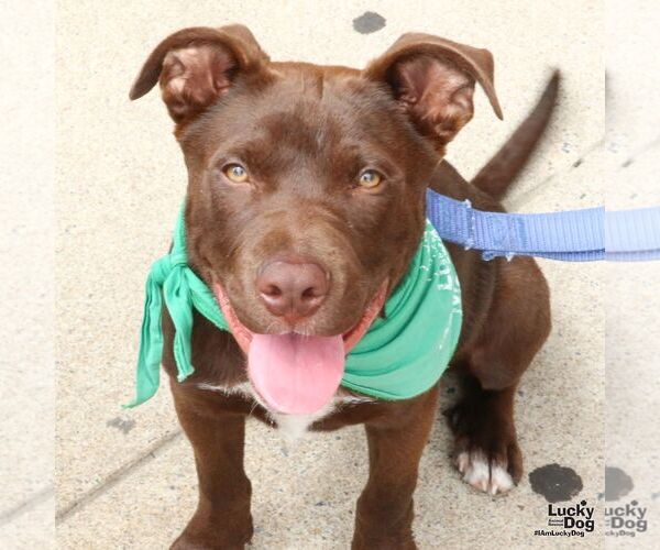Medium Photo #5 Labrador Retriever-Unknown Mix Puppy For Sale in Washington, DC, USA