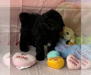 Goldendoodle-Shih Tzu Mix Puppy for sale in KLONDIKE, TX, USA