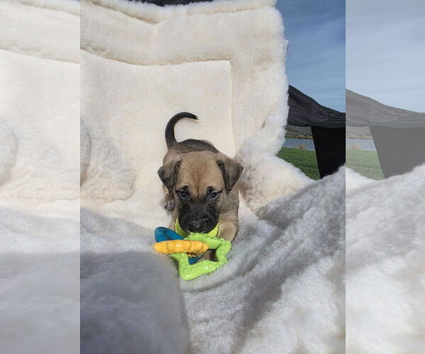 Medium Photo #3 Boxador Puppy For Sale in SHERBURNE, NY, USA