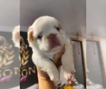 Small #43 French Bulldog
