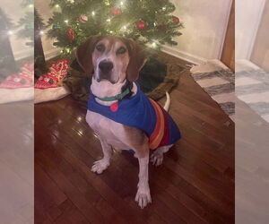 Huck - Male Treeing Walker Coonhound-Unknown Mix Dog for Adoption - Photo #3