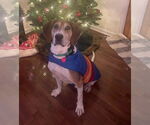 Small #2 Treeing Walker Coonhound Mix