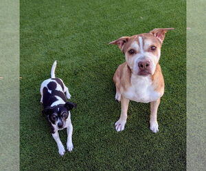 Mutt Dogs for adoption in Las Vegas, NV, USA