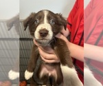 Small #2 Border Collie